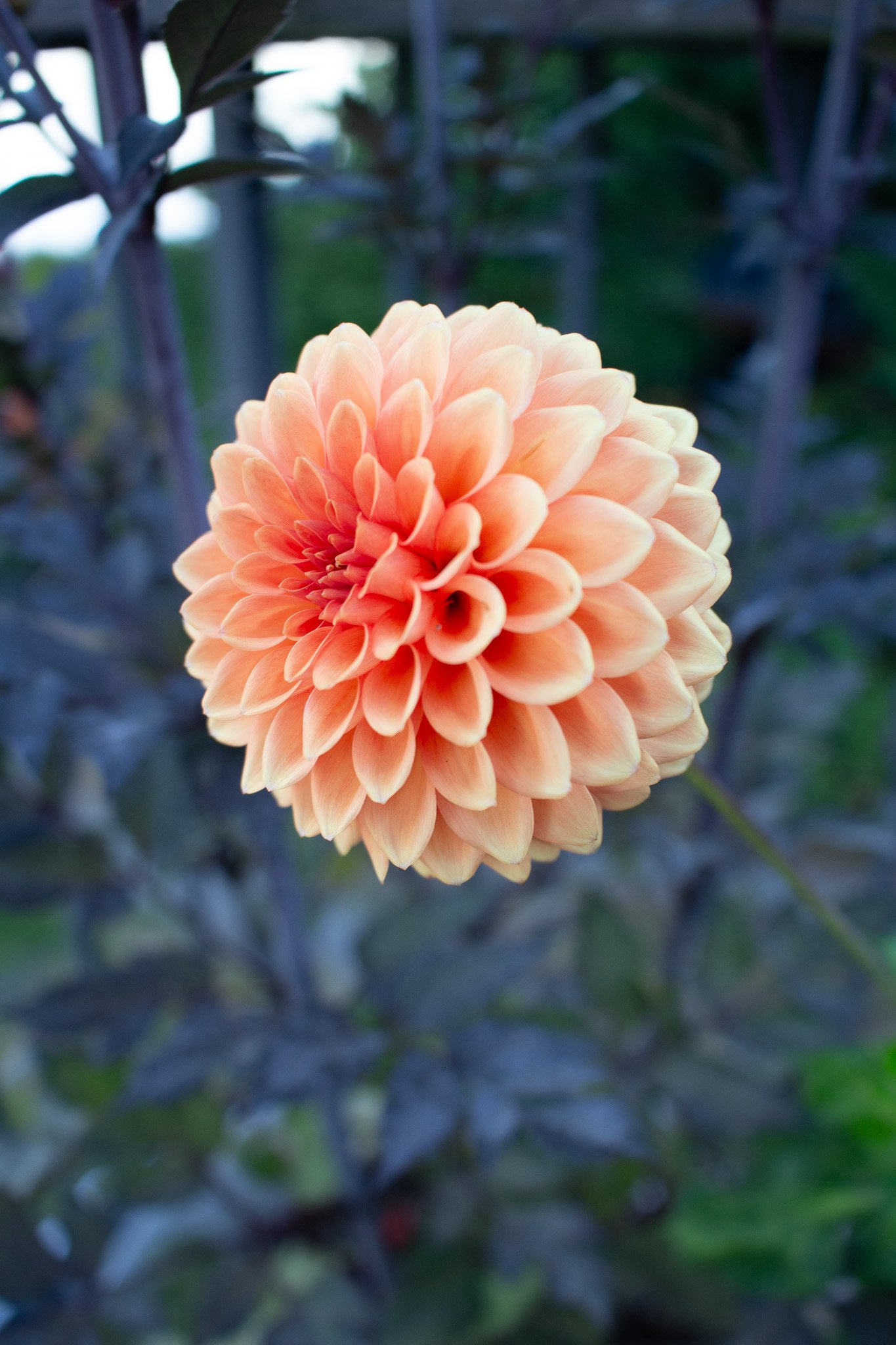 Dahlia : Valley Rust Bucket — ciderpress lane